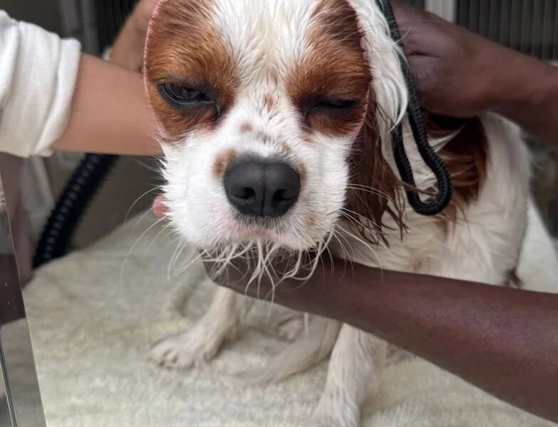 Clinique Vétérinaire Soleil – Casablanca