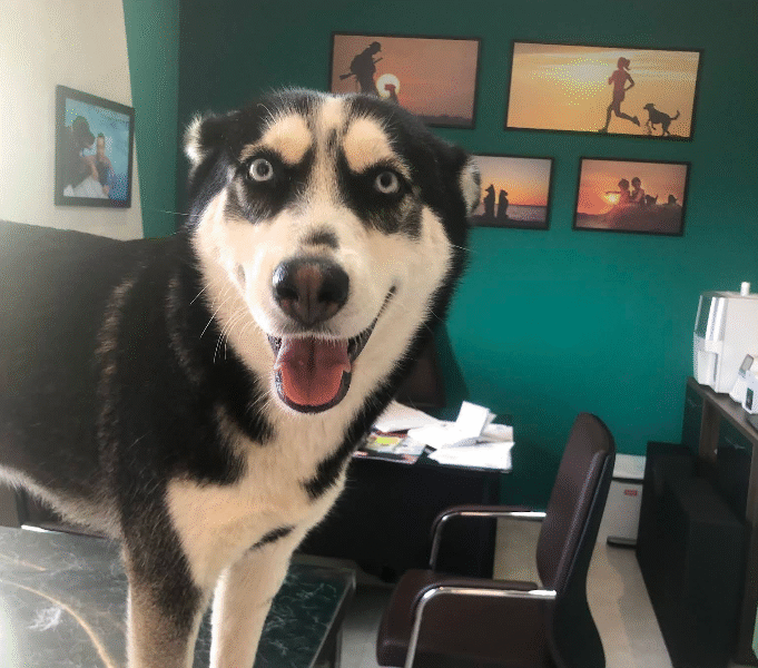 Clinique Vétérinaire Sidate – Urgences 24h/24 à Témara