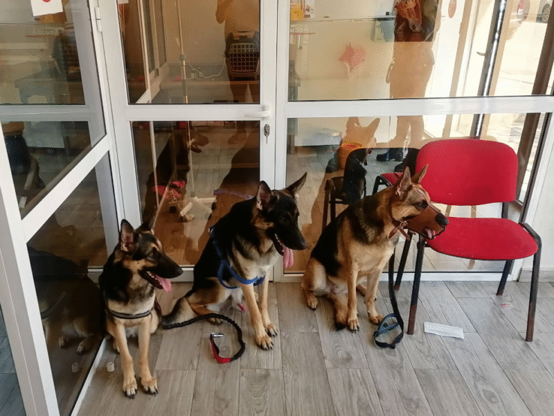 Cabinet Vétérinaire Flamingo – Kénitra