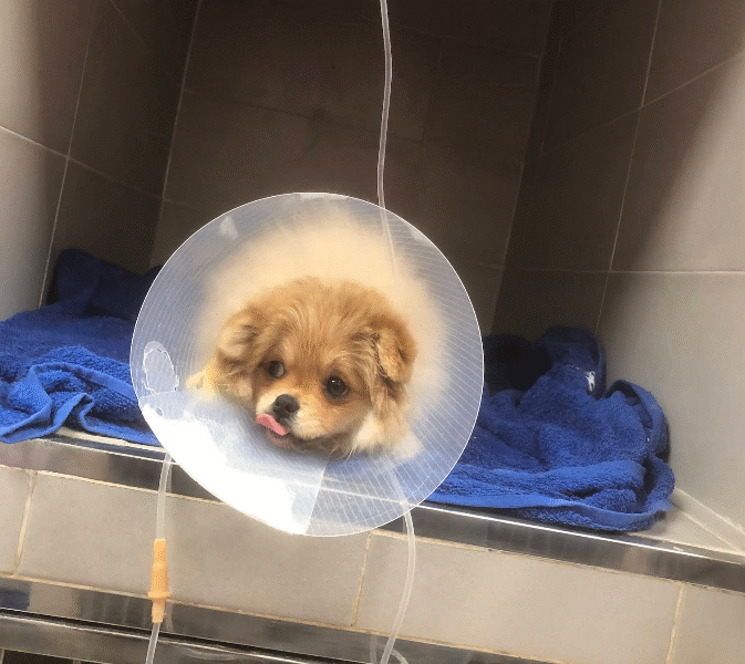 Clinique Vétérinaire Sidate – Urgences 24h/24 à Témara