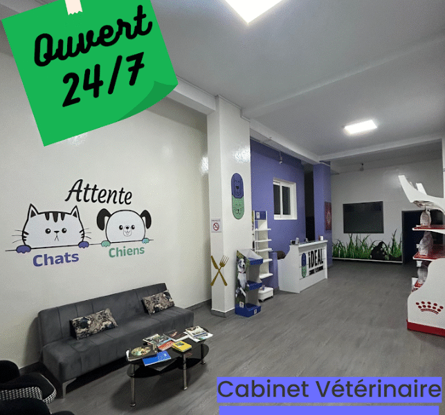 Cabinet Vétérinaire IDEAL – Urgences & Soins 24h/24 à Casablanca