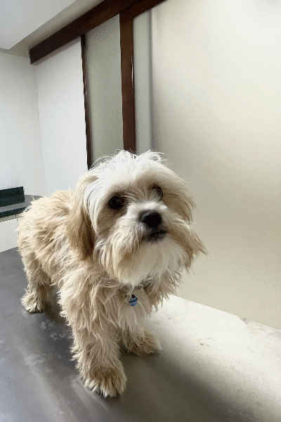 Clinique Vétérinaire Duovet – Tanger