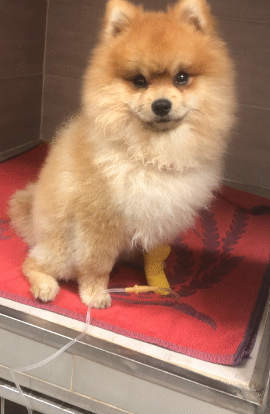 Clinique Vétérinaire Sidate – Urgences 24h/24 à Témara