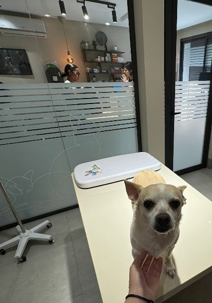 Clinique Vétérinaire Ibn Al Baytar – Excellence Médicale & Urgences à Rabat