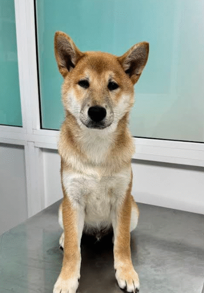 Cabinet Vétérinaire L'Hivernage – Marrakech