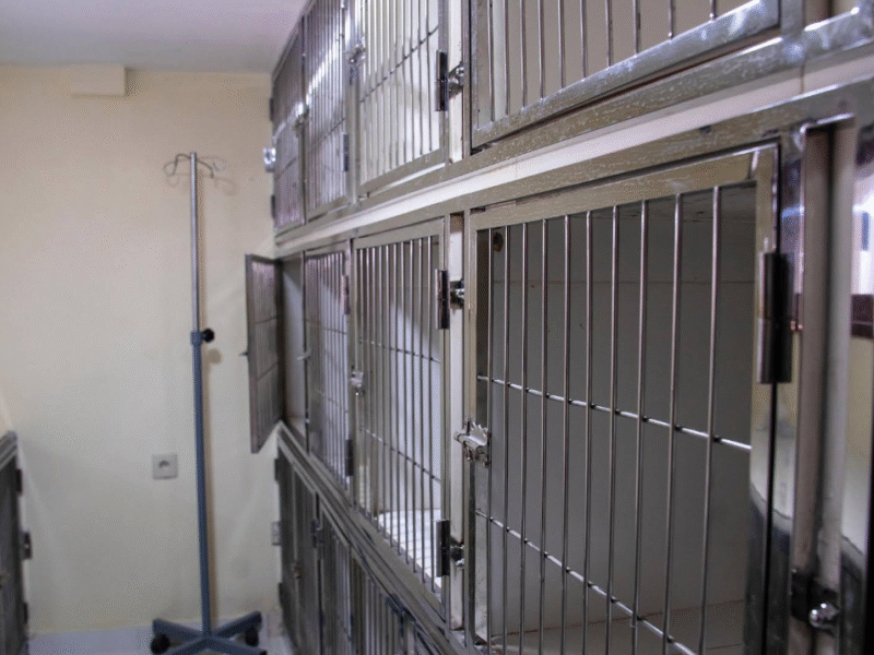 Clinique Vétérinaire Duovet – Tanger