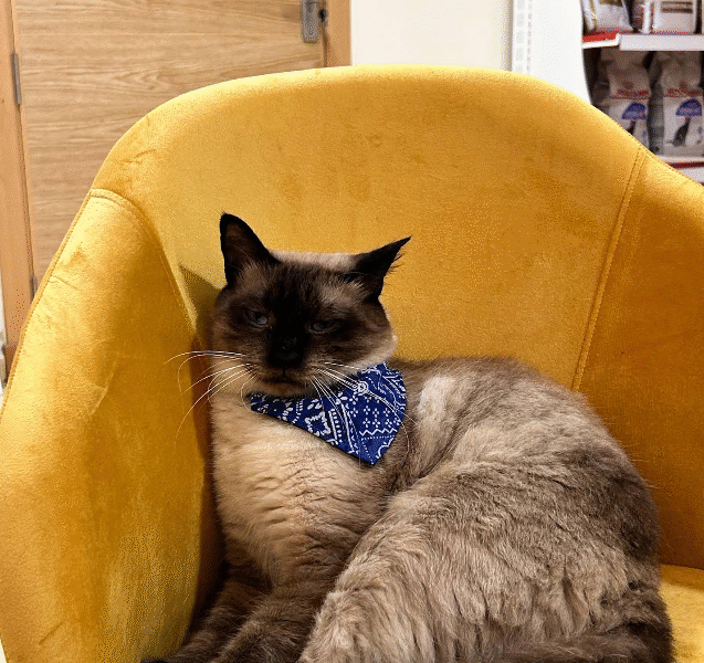 Cabinet Vétérinaire Tanger