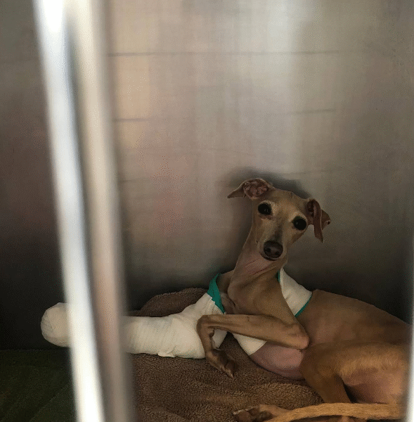 Cabinet Vétérinaire IDEAL – Urgences & Soins 24h/24 à Casablanca