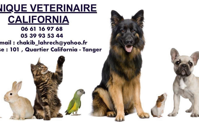 Clinique Vétérinaire California – Dr Lahrech Med Chakib