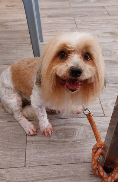 Cabinet Vétérinaire Flamingo – Kénitra