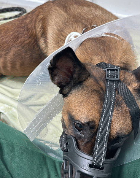 Cabinet Vétérinaire L'Hivernage – Marrakech