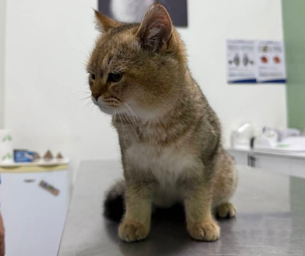 Cabinet Vétérinaire IDEAL – Urgences & Soins 24h/24 à Casablanca