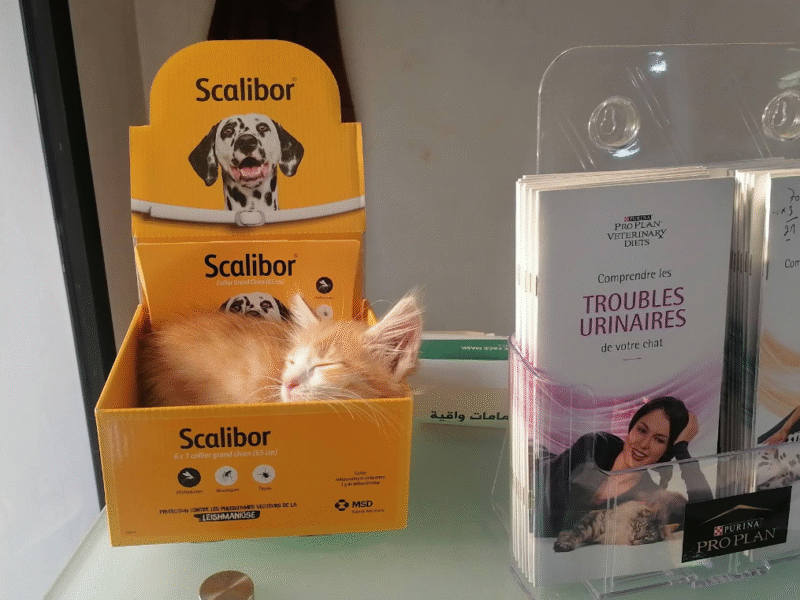 Cabinet Vétérinaire Flamingo – Kénitra