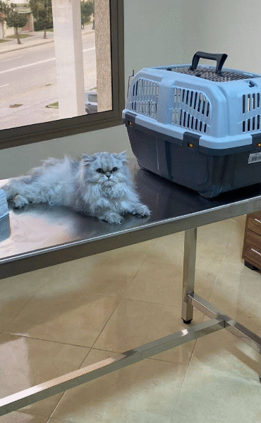 Cabinet Vétérinaire Tanger