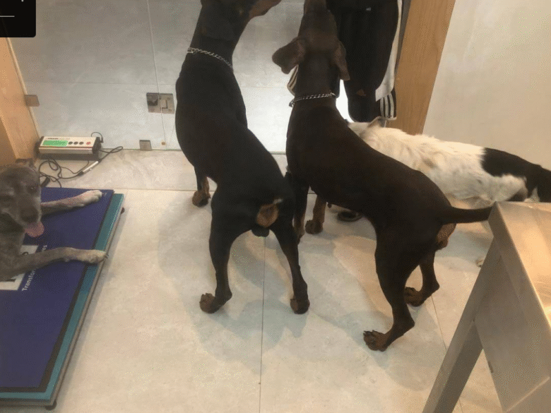 Clinique Vétérinaire Sidate – Urgences 24h/24 à Témara