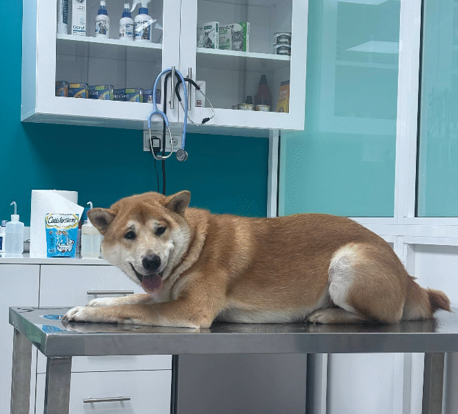 Cabinet Vétérinaire L'Hivernage – Marrakech
