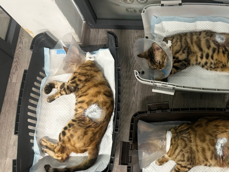 Cabinet Vétérinaire Beauséjour – Urgences 24h/24