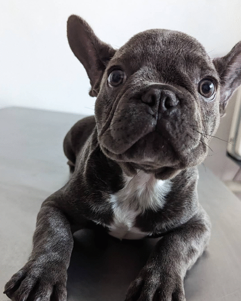 Cabinet Vétérinaire Tanger