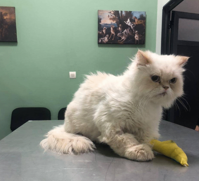 Cabinet Vétérinaire IDEAL – Urgences & Soins 24h/24 à Casablanca