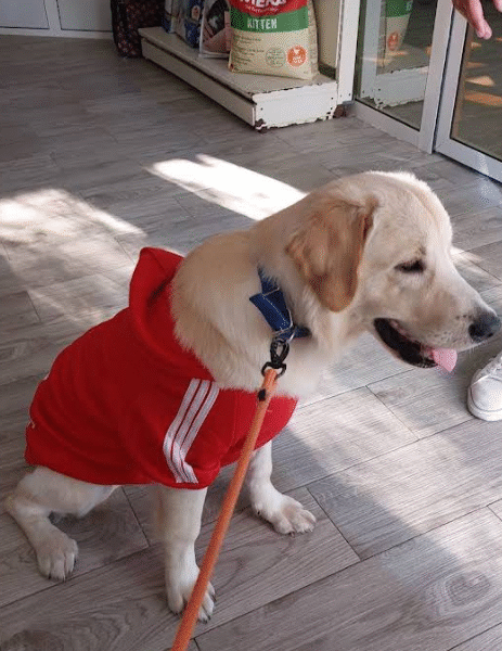 Cabinet Vétérinaire Flamingo – Kénitra