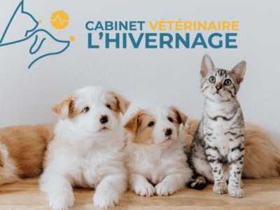Cabinet Vétérinaire L'Hivernage – Marrakech