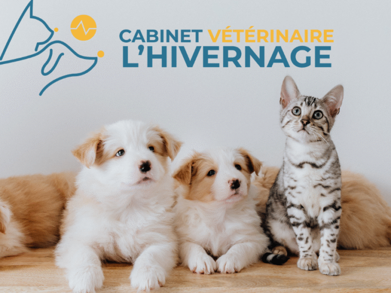 Cabinet Vétérinaire L'Hivernage – Marrakech