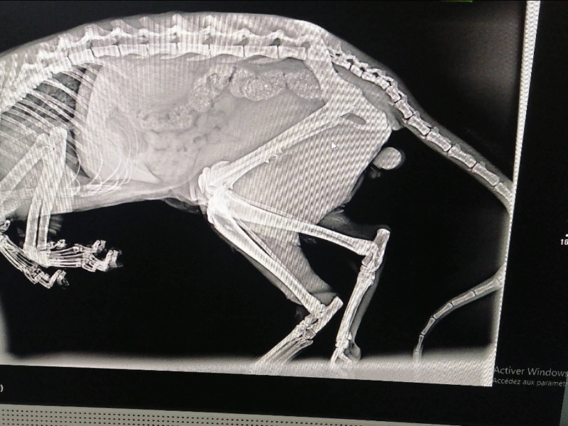 Cabinet Vétérinaire Flamingo – Kénitra