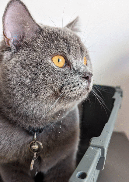 Cabinet Vétérinaire IDEAL – Urgences & Soins 24h/24 à Casablanca