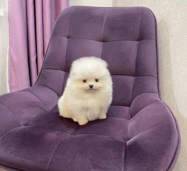 Cabinet Vétérinaire Tanger