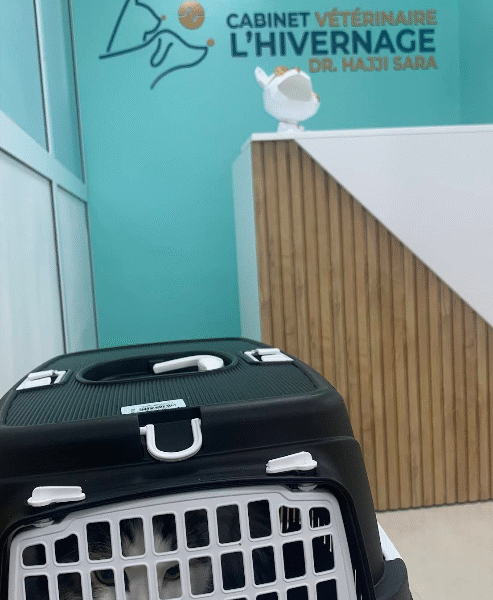Cabinet Vétérinaire L'Hivernage – Marrakech