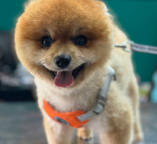 Clinique Vétérinaire Sidate – Urgences 24h/24 à Témara