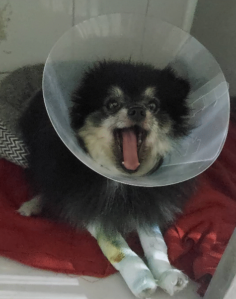 Cabinet Vétérinaire Flamingo – Kénitra