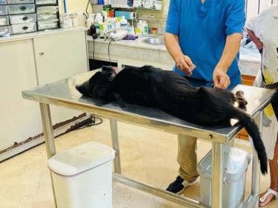 Clinique Vétérinaire California – Dr Lahrech Med Chakib