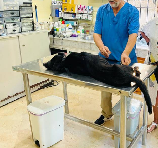 Clinique Vétérinaire California – Dr Lahrech Med Chakib