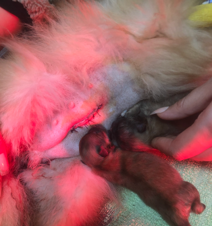 Clinique Vétérinaire Sidate – Urgences 24h/24 à Témara