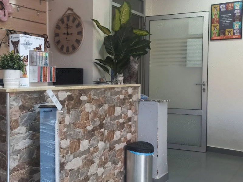 Clinique Vétérinaire Ibn Al Baytar – Excellence Médicale & Urgences à Rabat