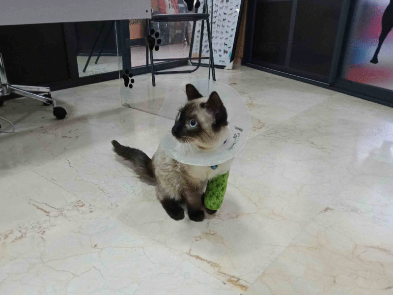 Cabinet Vétérinaire Nasma – Fès / Urgence Vétérinaire