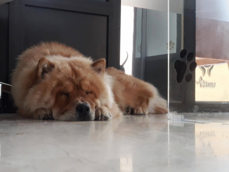 Cabinet Vétérinaire Nasma – Fès / Urgence Vétérinaire