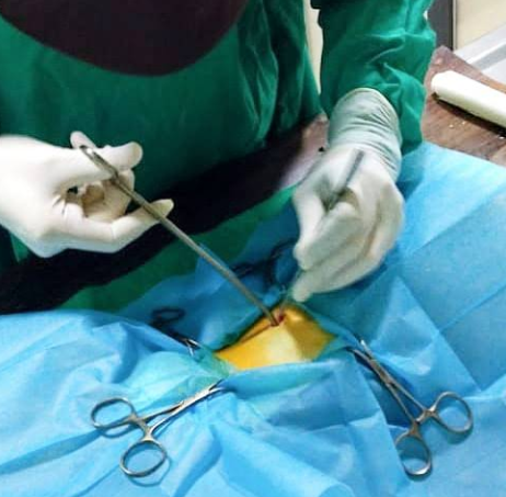 Cabinet Vétérinaire Nasma – Fès / Urgence Vétérinaire