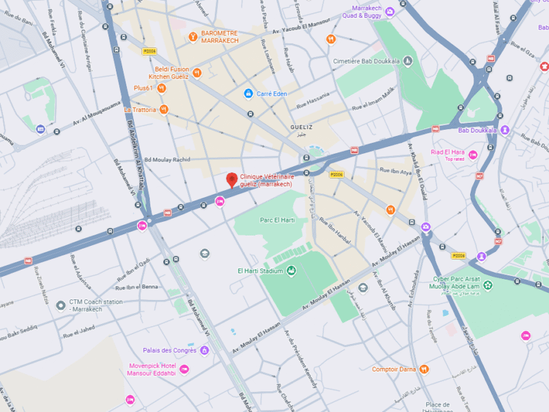 Clinique Vétérinaire gueliz – Vétérinaire au Maroc