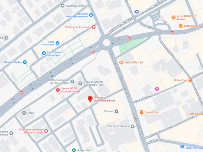 Clinique Vétérinaire Kénitra – Vétérinaire au Maroc