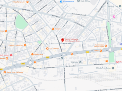 Cabinet Vétérinaire Animalisplus – Vétérinaire au Maroc