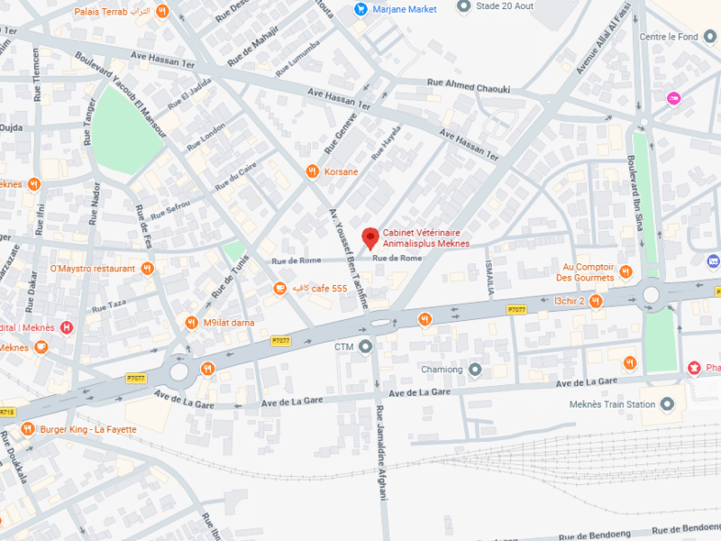 Cabinet Vétérinaire Animalisplus – Vétérinaire au Maroc