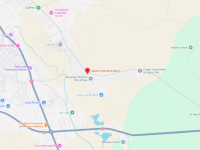 Cabinet vétérinaire batoul – Vétérinaire au Maroc