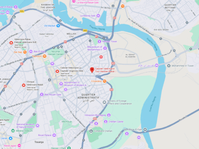 Cabinet Veterinaire Tour Hassan Rabat – Vétérinaire au Maroc