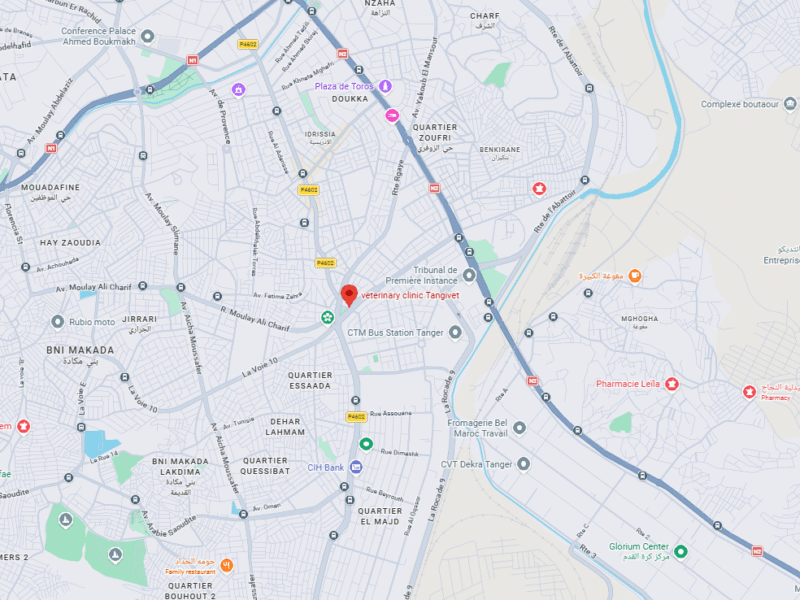 Cabinet vétérinaire Tangivet – Vétérinaire au Maroc