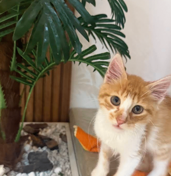 Clinique Vétérinaire Marrakech INES – Urgences 24h/24