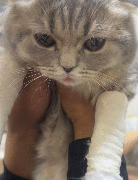 Clinique Vétérinaire Marrakech INES – Urgences 24h/24