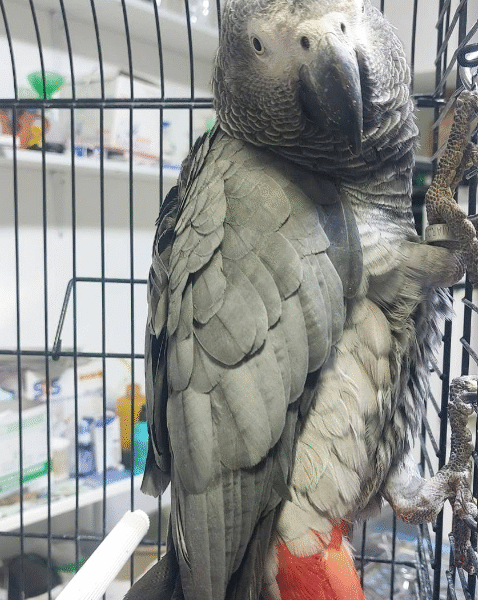 Clinique Vétérinaire Marrakech INES – Urgences 24h/24