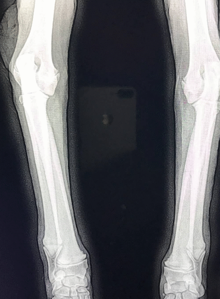 Clinique Vétérinaire Harhoura – Urgences 24h/24 SOS